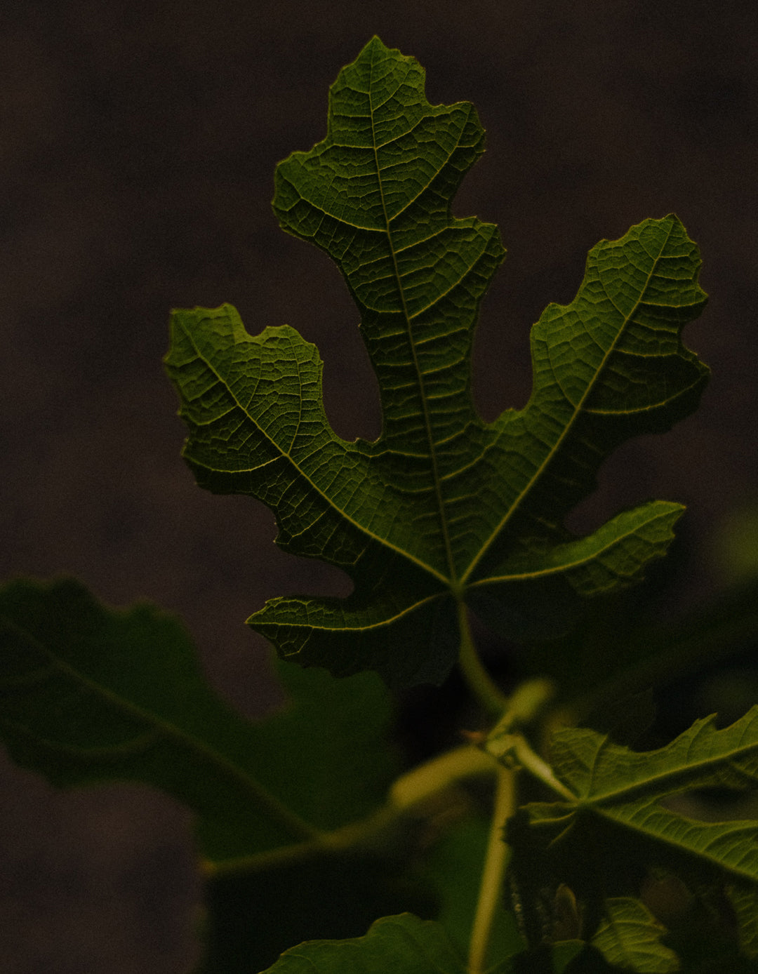 DEI: Fig Leaf / Gardenia / Coconut Small Amber Candle 250g