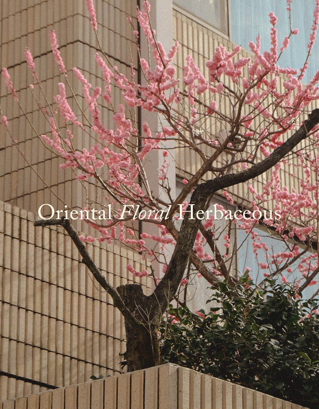 UME: White Tea / Chrysanthemum / Plum Large Amber Candle 500g